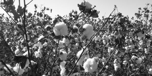 Cotton, Sericulture and Lotus