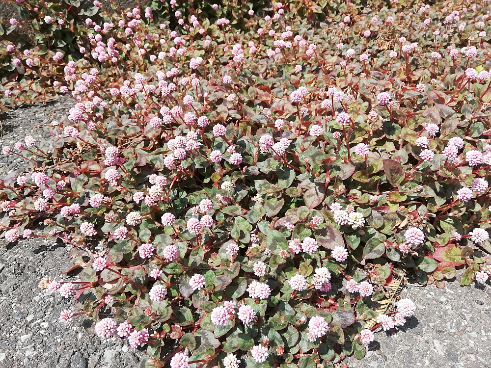 千葉市周辺の春 4月 の小さな雑草の花まとめ 外来種か食用か ねほり Com