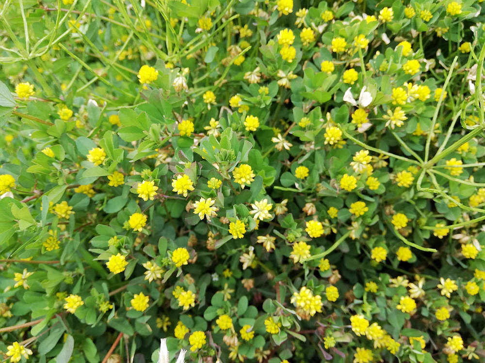 千葉市周辺の春 4月 の小さな雑草の花まとめ 外来種か食用か ねほり Com