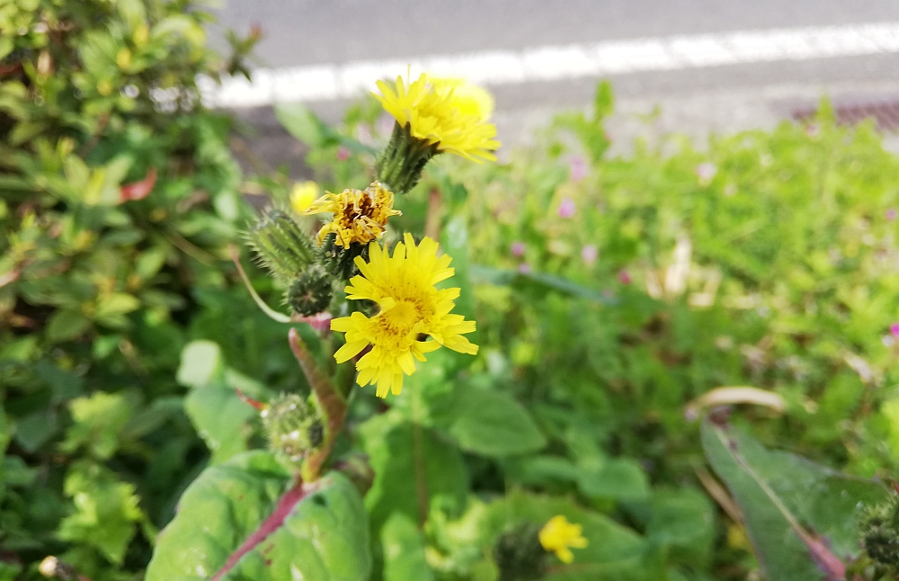 千葉市周辺の春（3月）の小さな雑草の花まとめ（外来種か食用か？）
