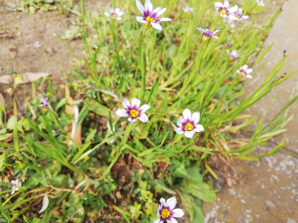 千葉市周辺の初夏（5月）の小さな雑草の花まとめ（外来種か食用か？）