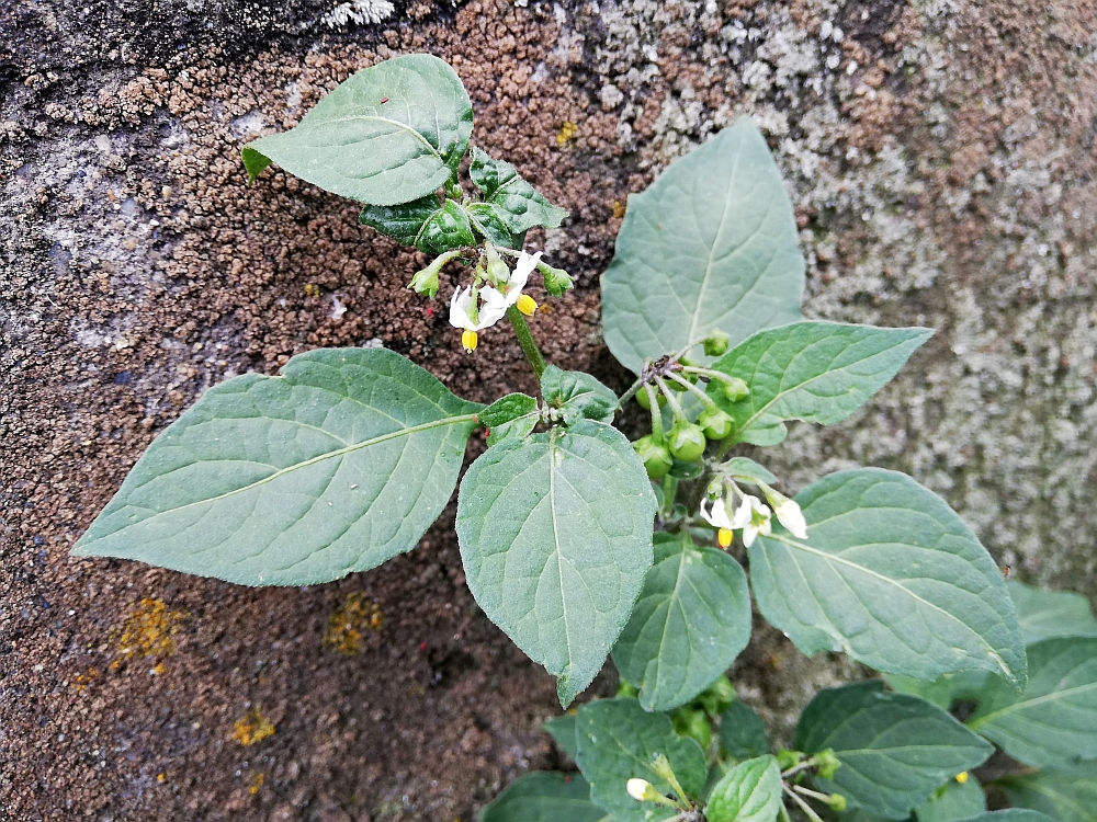 千葉市周辺の初夏 6月 の小さな雑草の花まとめ 外来種か食用か ねほり Com