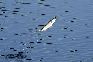 09 23 9月は花見川でイソメでハゼ のつもりがテナガエビ釣り 千葉市花見川区 ねほり Com